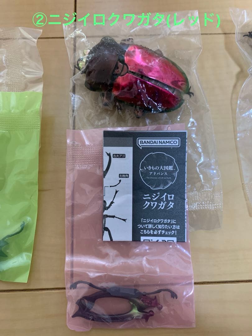 ★いきもの大図鑑【ニジイロクワガタ】4種＋後翅(小)ディスプレイ1個セット★