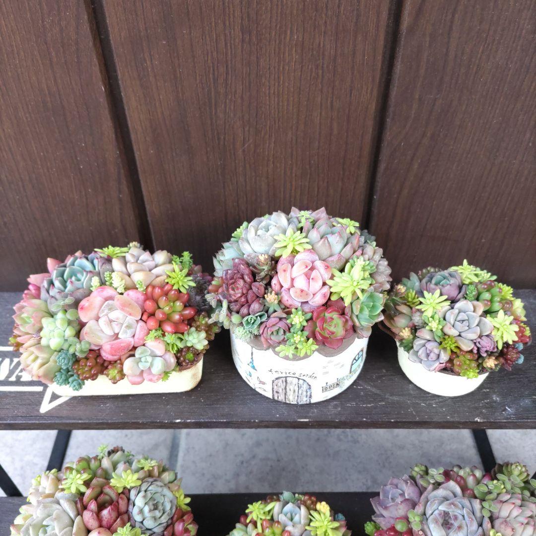 多肉植物 ♡そのまま飾れる寄せ植え♡6個セット♬*°