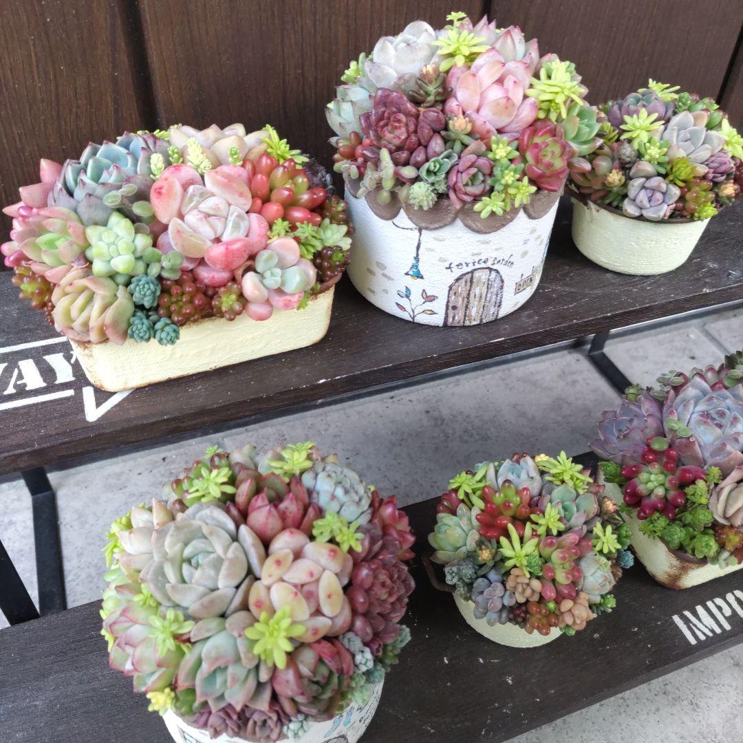 多肉植物 ♡そのまま飾れる寄せ植え♡6個セット♬*°
