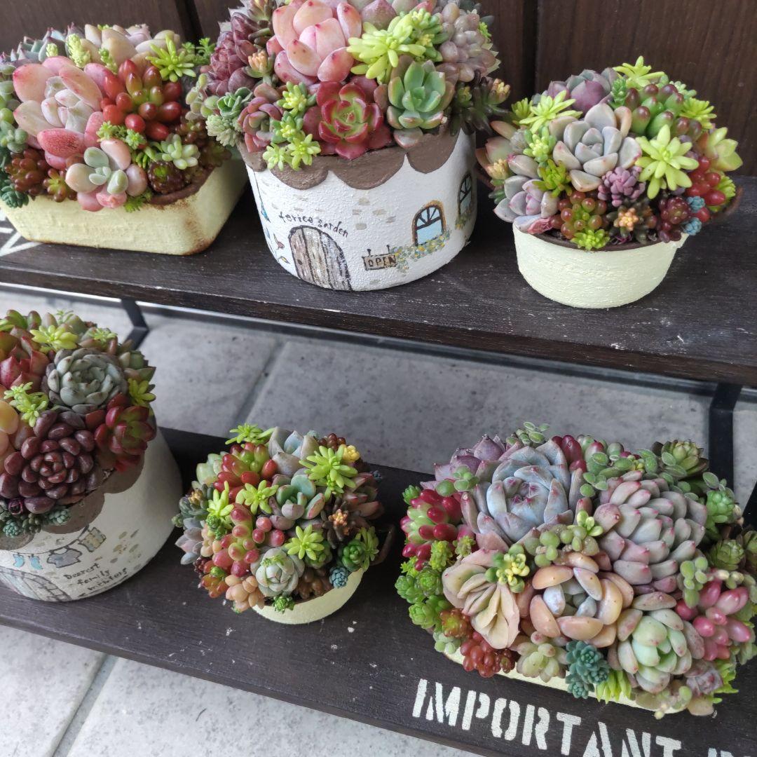 多肉植物 ♡そのまま飾れる寄せ植え♡6個セット♬*°