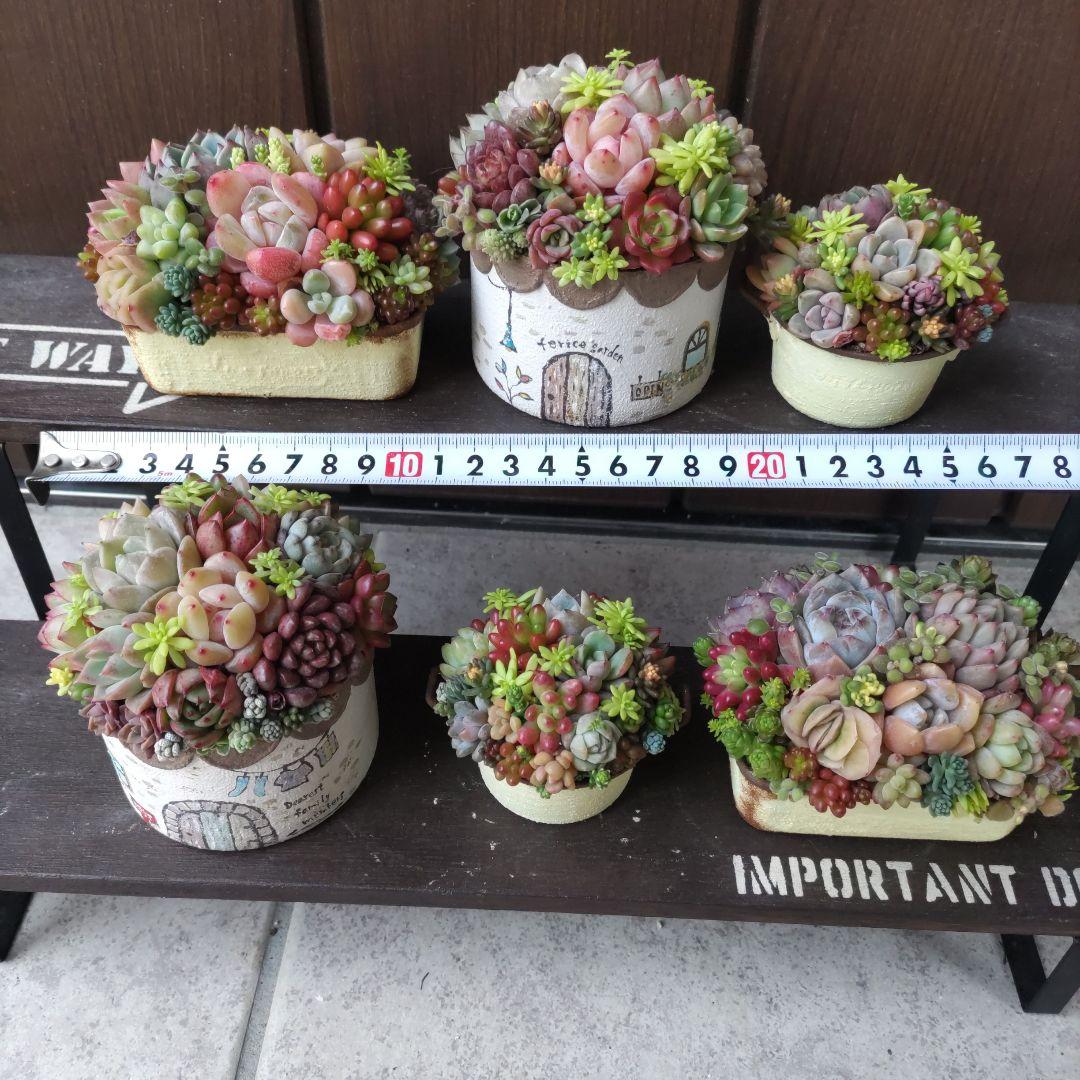 多肉植物 ♡そのまま飾れる寄せ植え♡6個セット♬*°