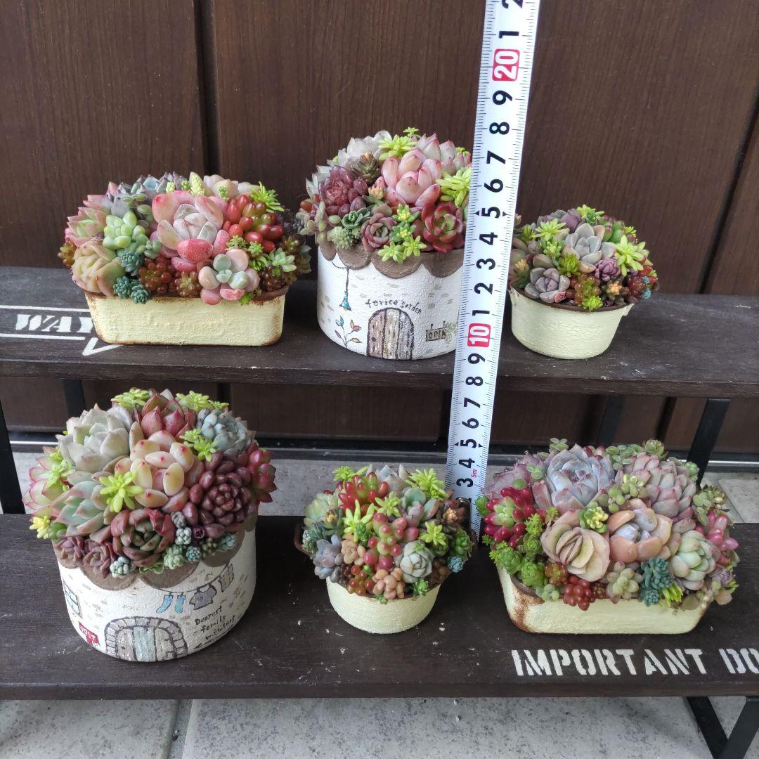 多肉植物 ♡そのまま飾れる寄せ植え♡6個セット♬*°