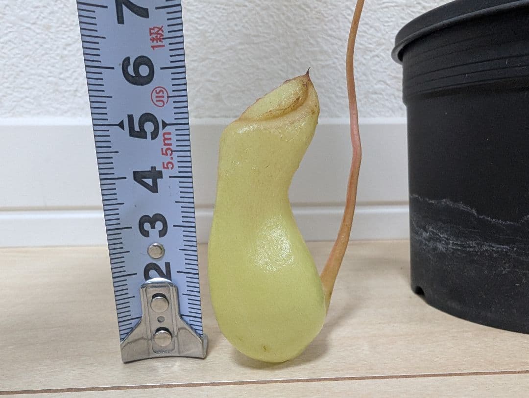 ネペンテス　ベントリコーサ 食虫植物