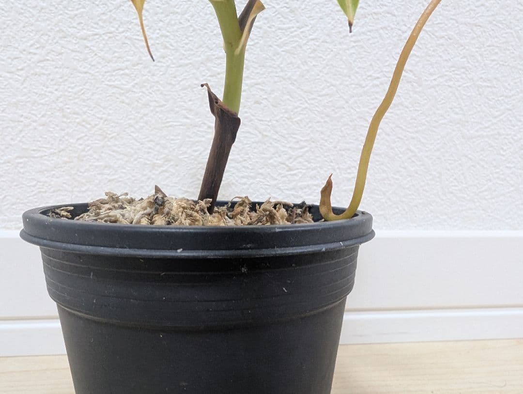 ネペンテス　ベントリコーサ 食虫植物