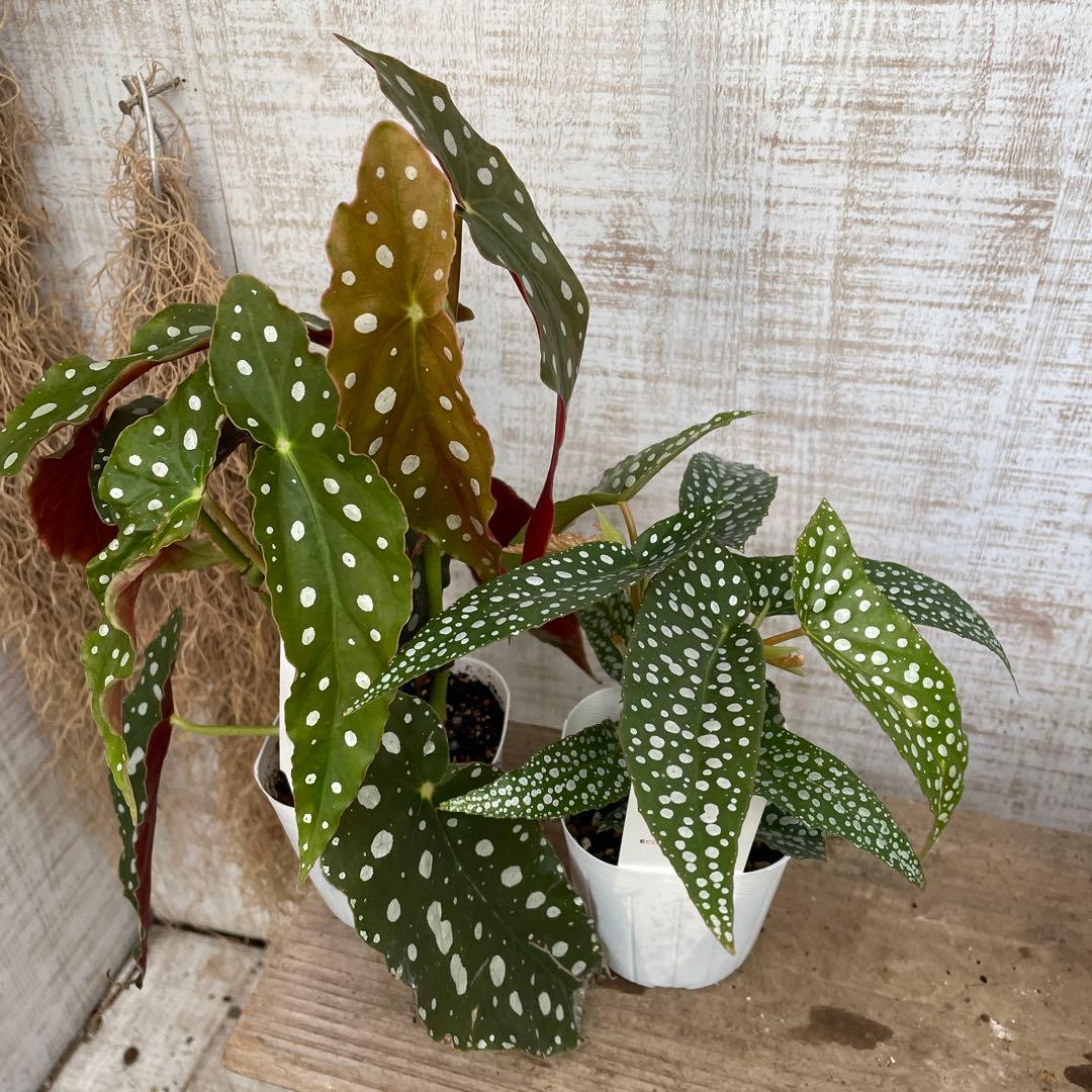 さちです♪3点セット！ベゴニア2鉢　ストレリチア　レギネ　極楽鳥花　苗