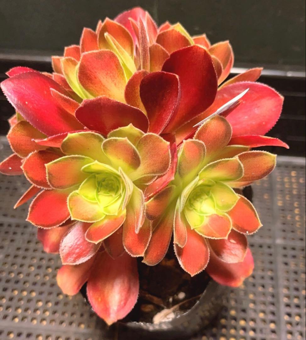 97#多肉植物アエオニウム❤️サラダボール中斑錦❤️6大頭12cm 拔き苗