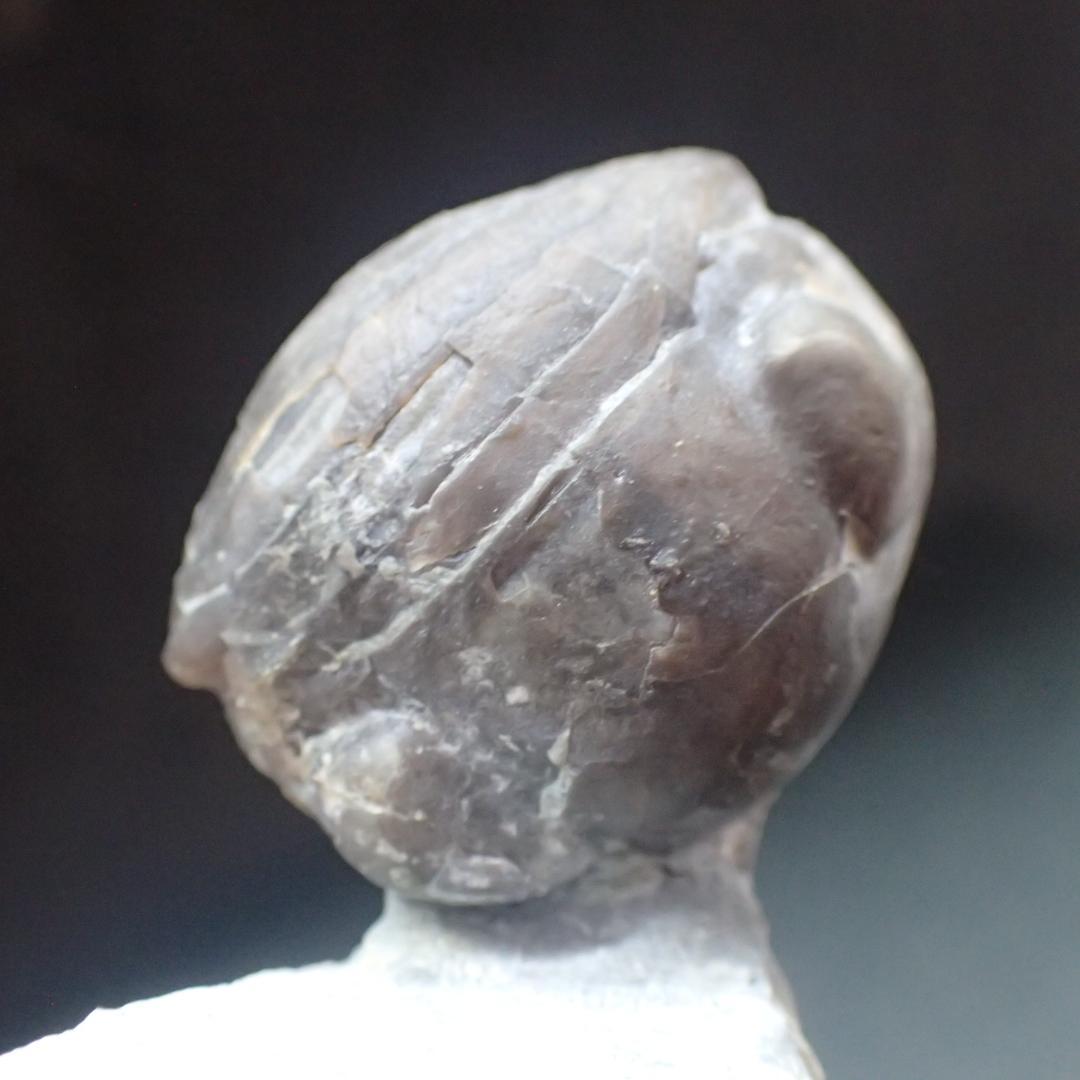 三葉虫の化石 希少 Nileus スウェーデン産 本物保証