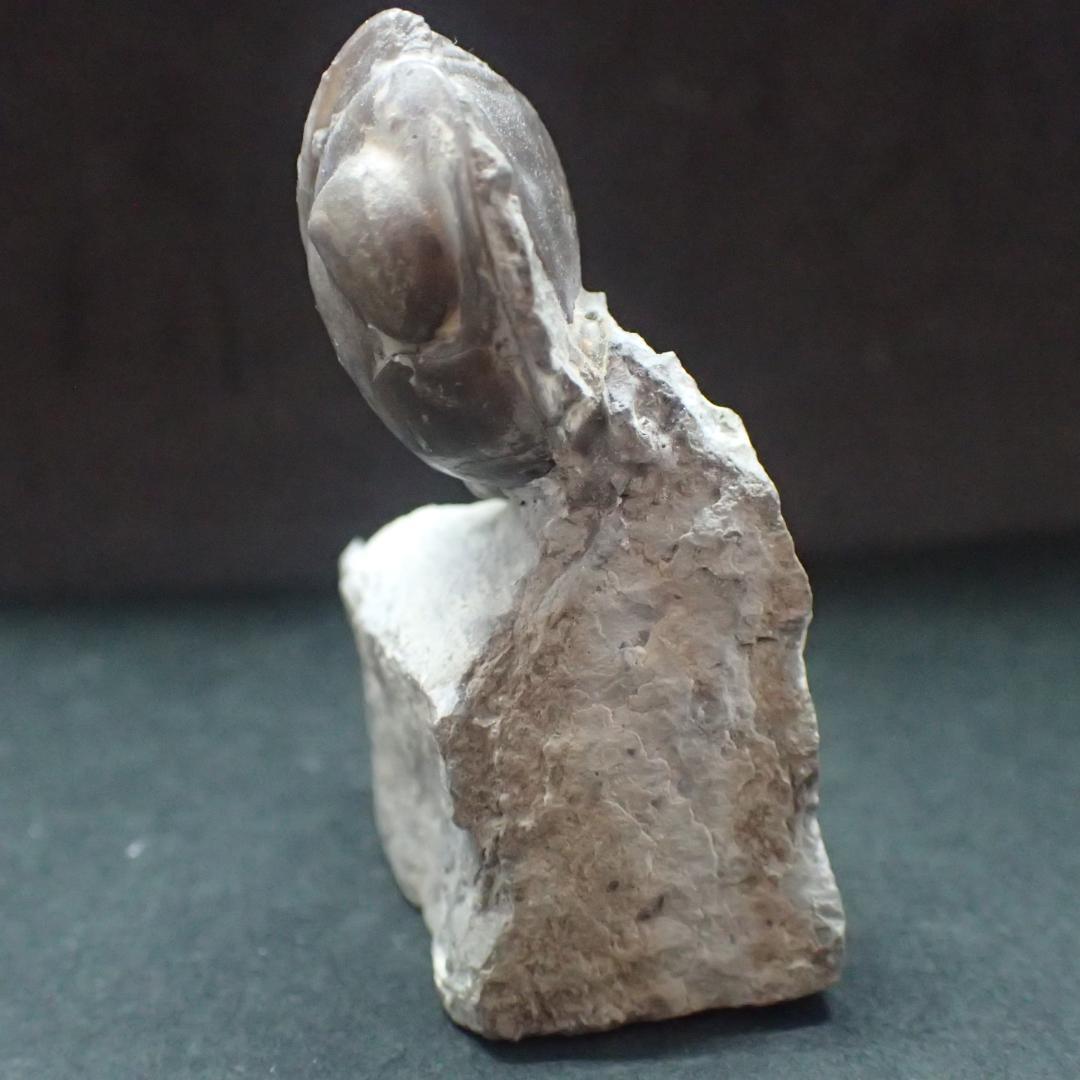 三葉虫の化石 希少 Nileus スウェーデン産 本物保証