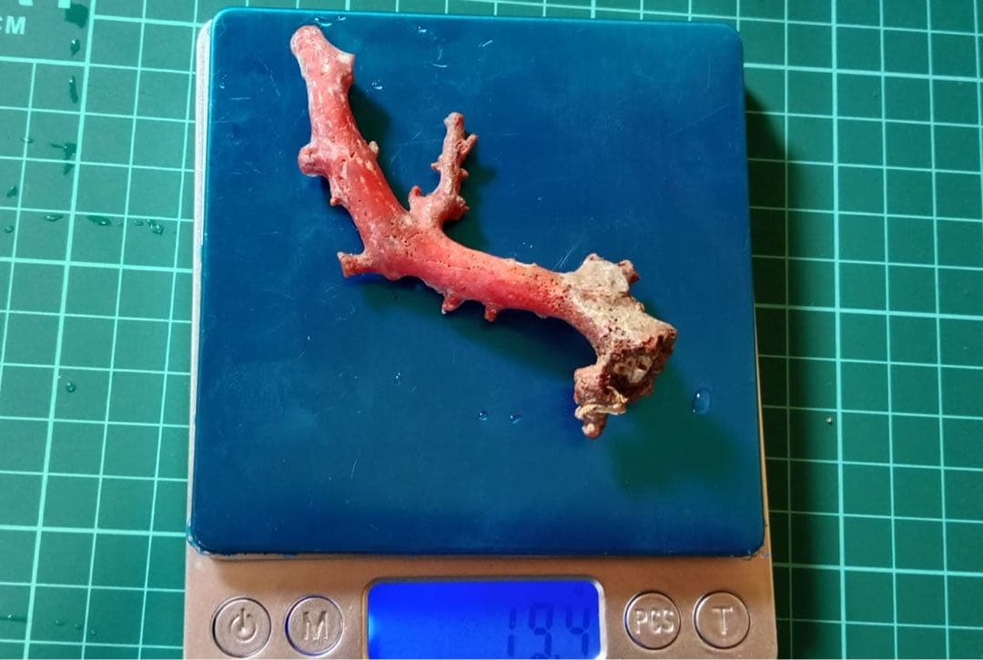 赤色サンゴオブジェ