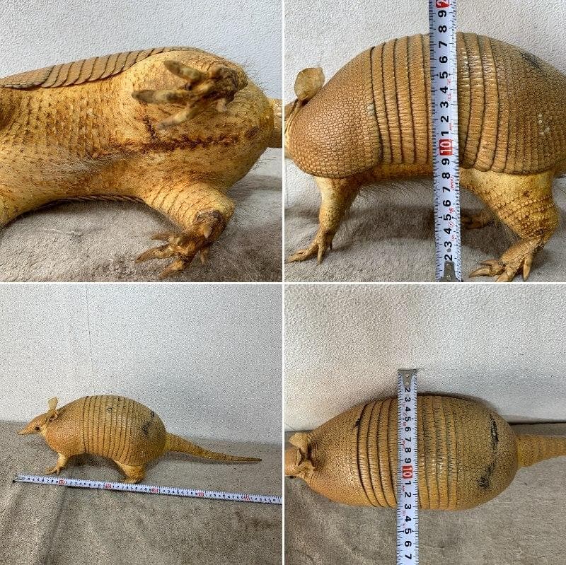 希少！　アルマジロ　剥製　　希少動物　珍品　XZ4035