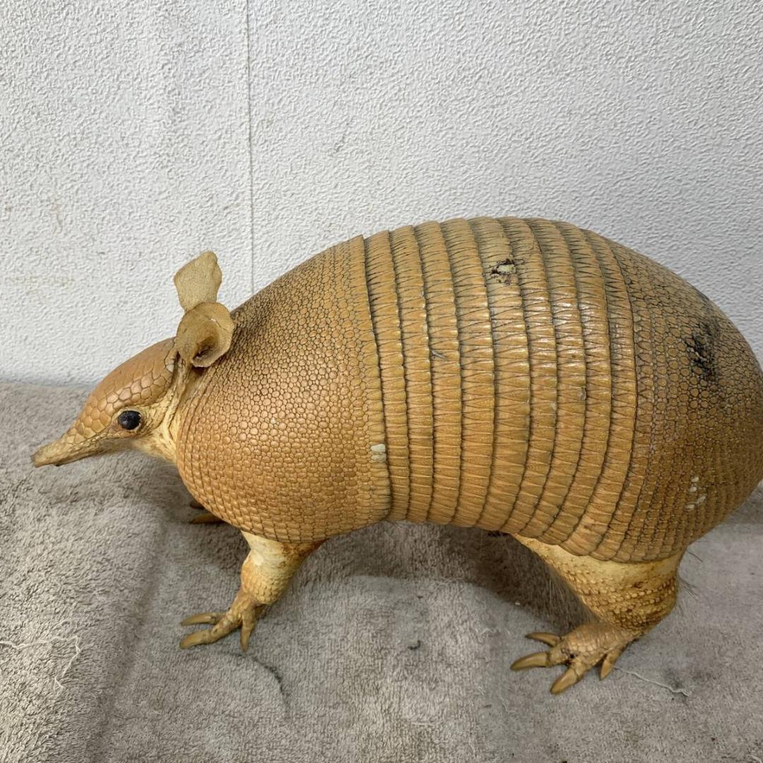 希少！　アルマジロ　剥製　　希少動物　珍品　XZ4035