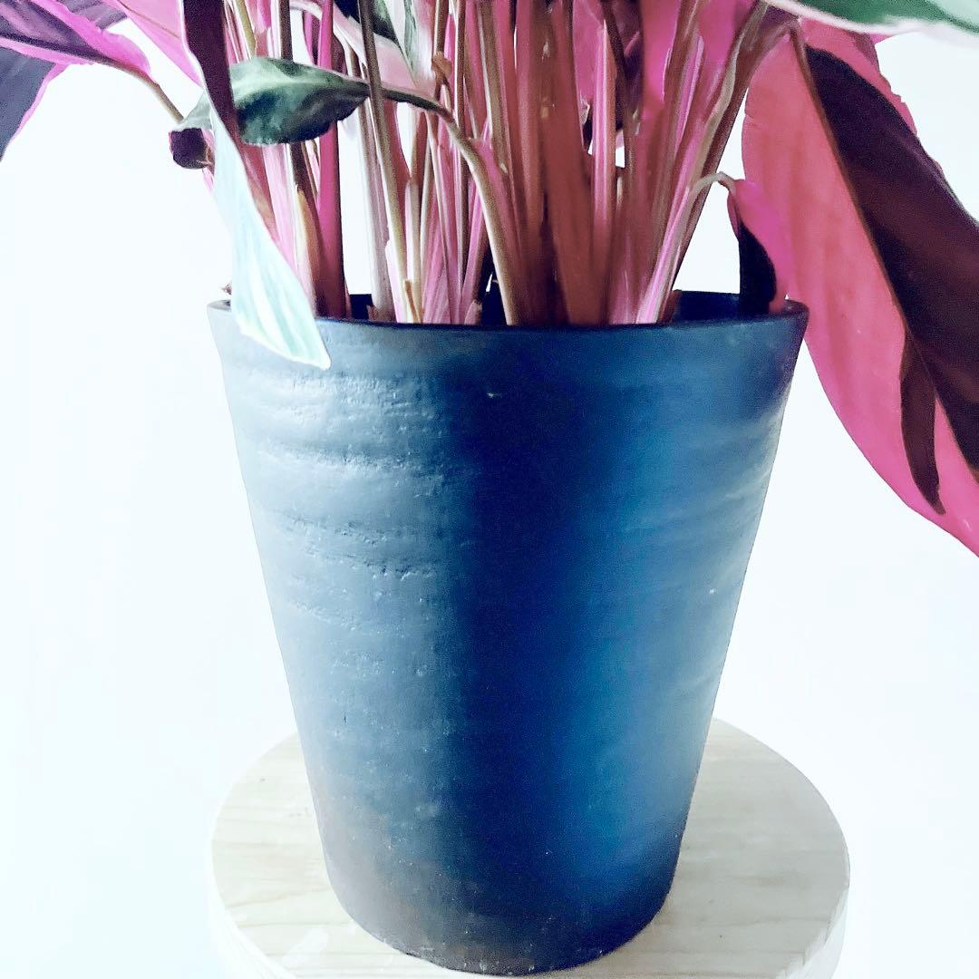 特大苗 人気 ストロマンテ トリオスター 7号鉢 観葉植物 calmcafe
