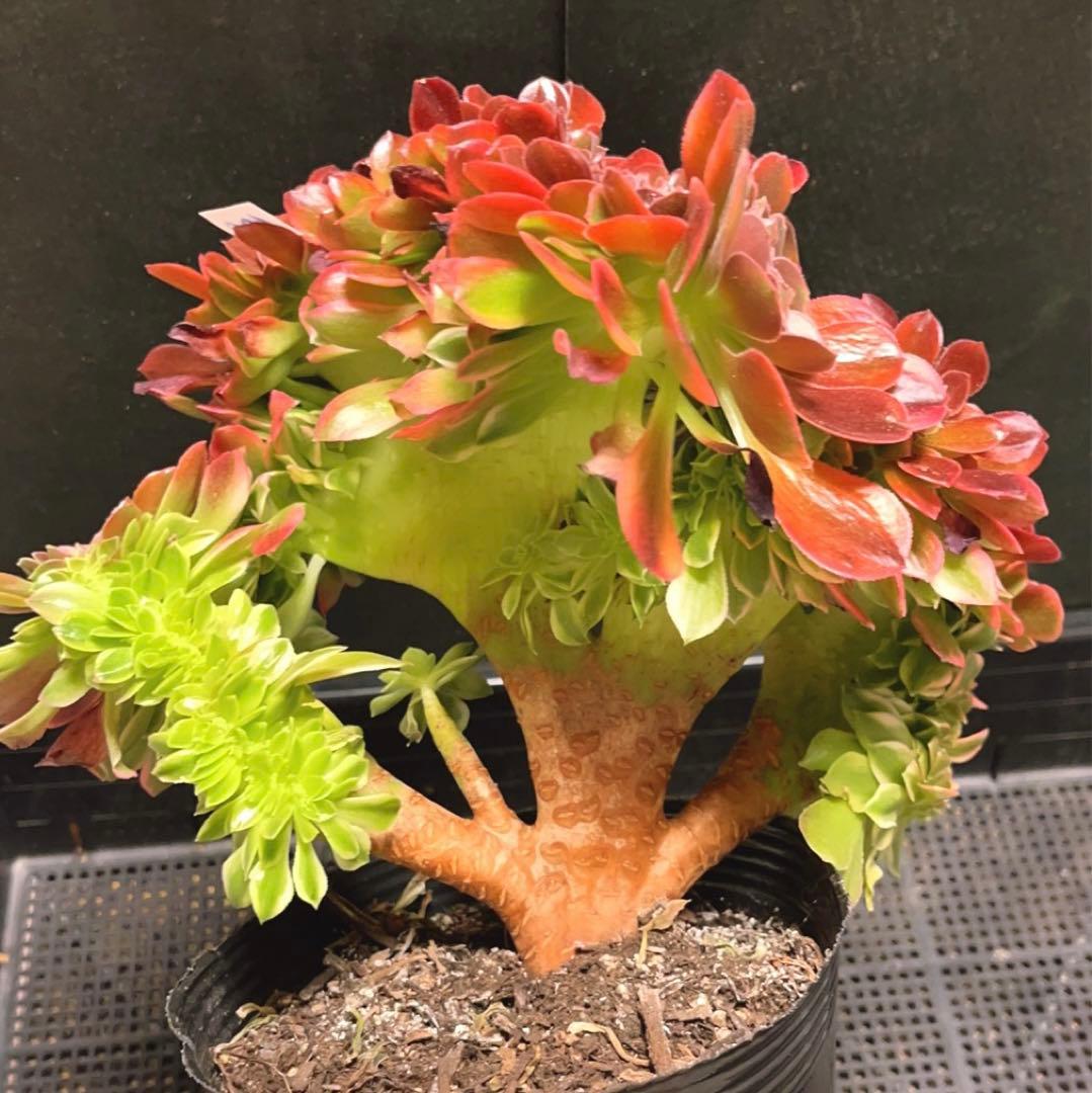 100#多肉植物アエオニウム錦❤️ 女神セッカ ❤️28cm拔き苗