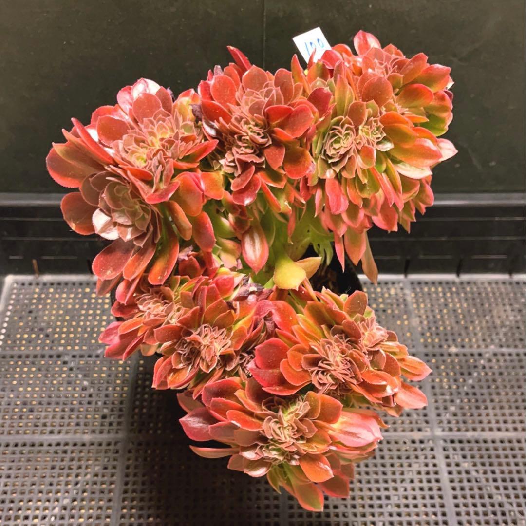 100#多肉植物アエオニウム錦❤️ 女神セッカ ❤️28cm拔き苗