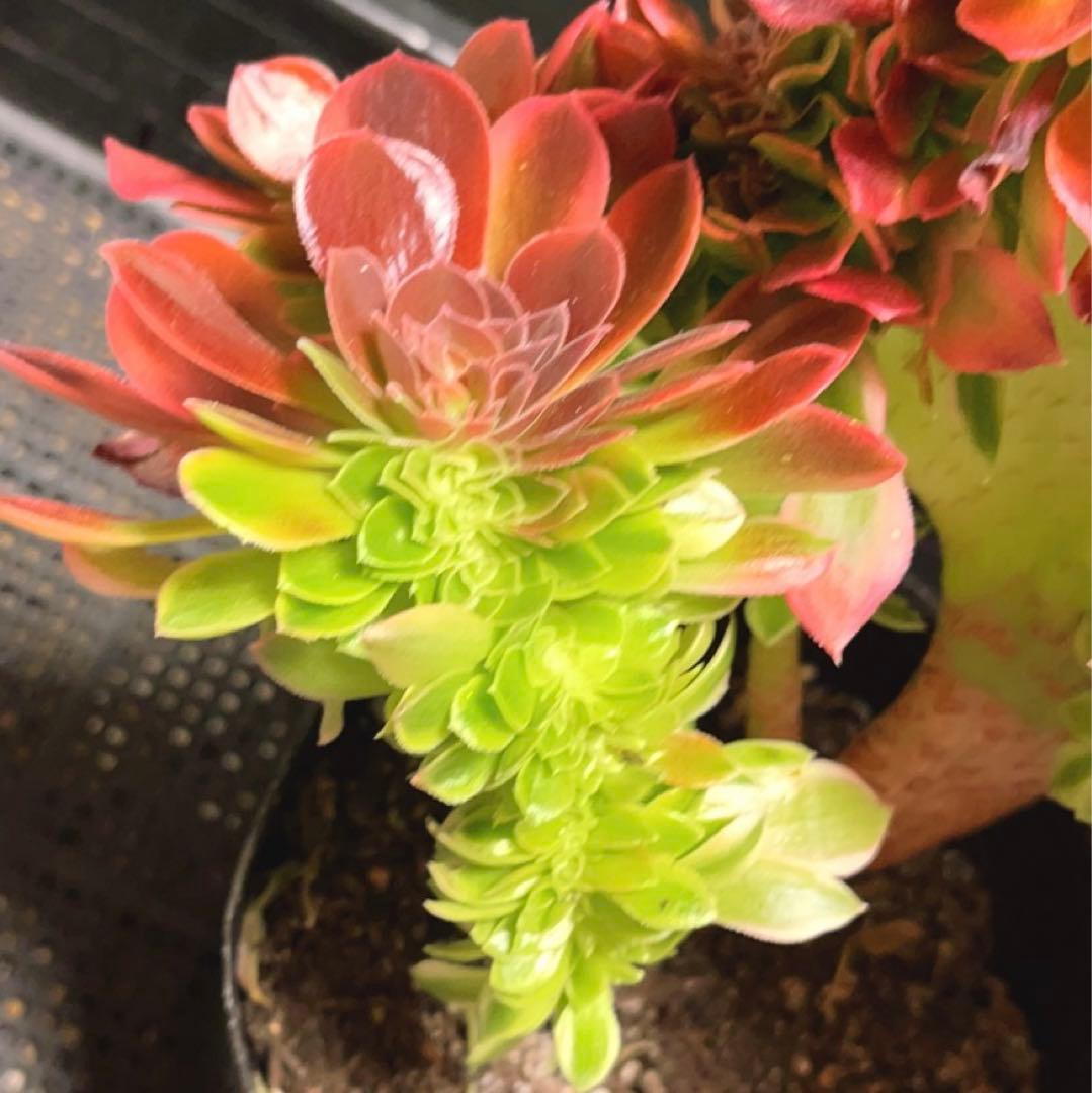 100#多肉植物アエオニウム錦❤️ 女神セッカ ❤️28cm拔き苗