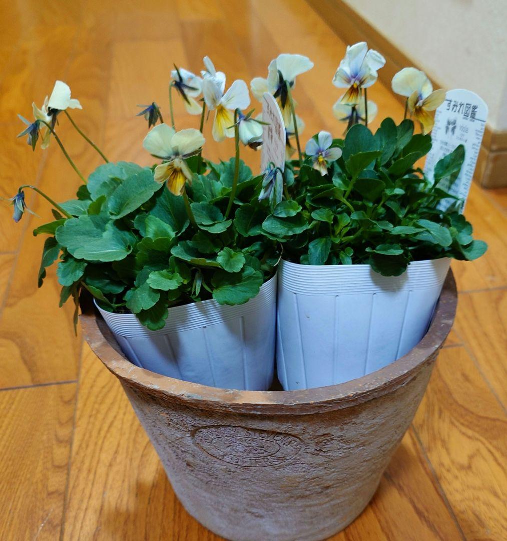 寄せ植え花　すみれ図鑑　はせページ