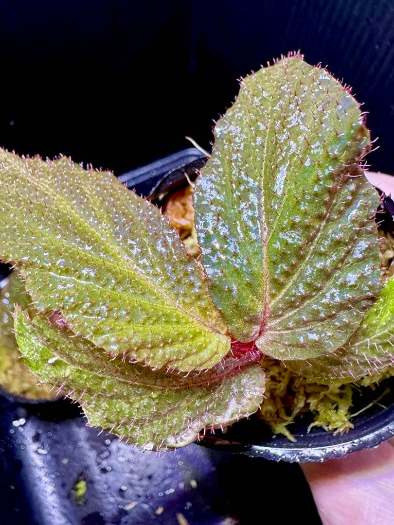 aco 　おまとめ４点　Begonia bulu ‘Jambi原種ベゴニア