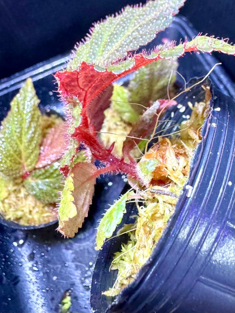 aco 　おまとめ４点　Begonia bulu ‘Jambi原種ベゴニア