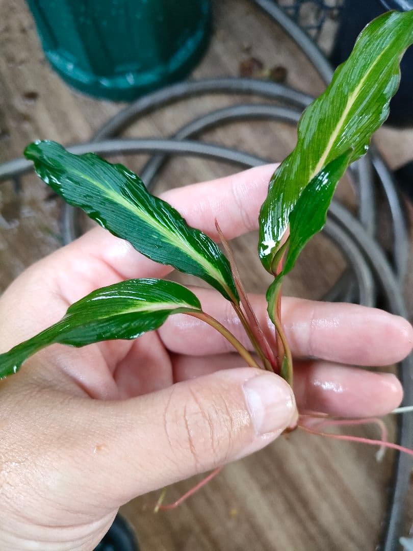 Homalomena sp. West Papua ホマロメナspパプア