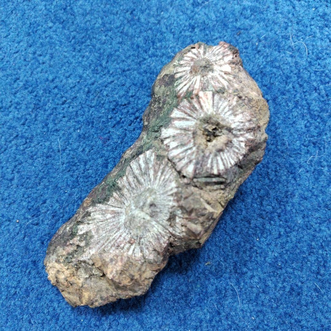 早い者勝ち！最終価格　菊花石　 天然石 鉱物 置物