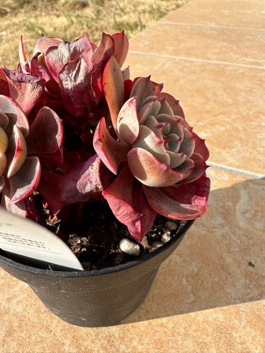 ペルシア　多肉植物