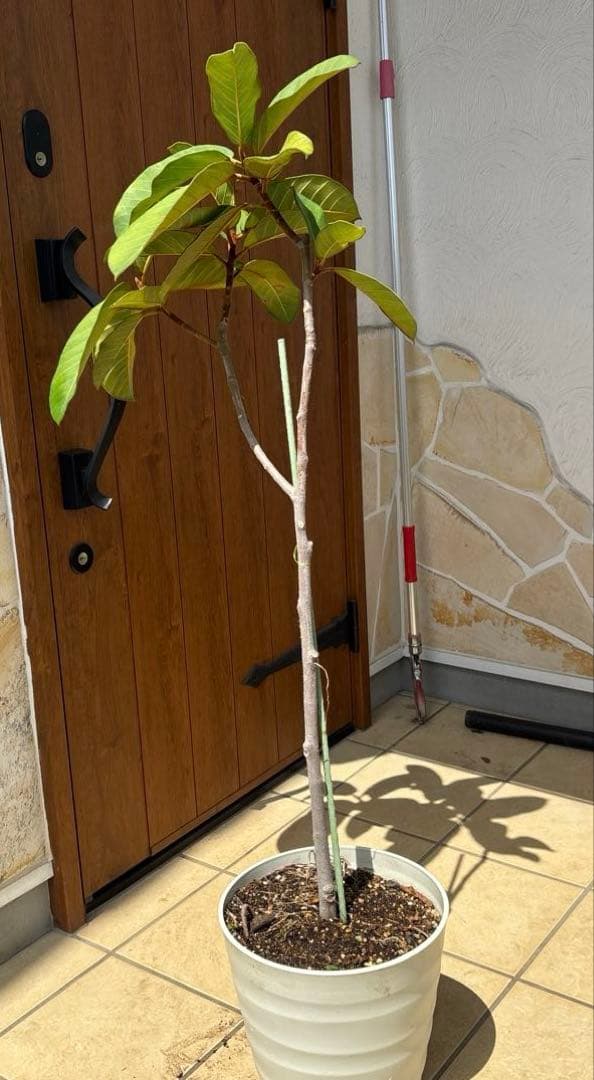 フィカス　ベルベット　お引取り限定　植物　インテリア