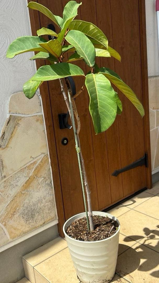 フィカス　ベルベット　お引取り限定　植物　インテリア