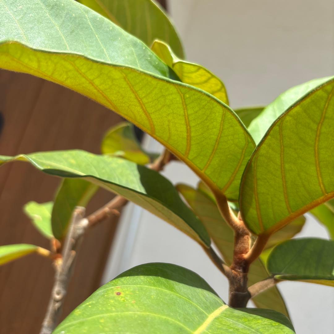 フィカス　ベルベット　お引取り限定　植物　インテリア