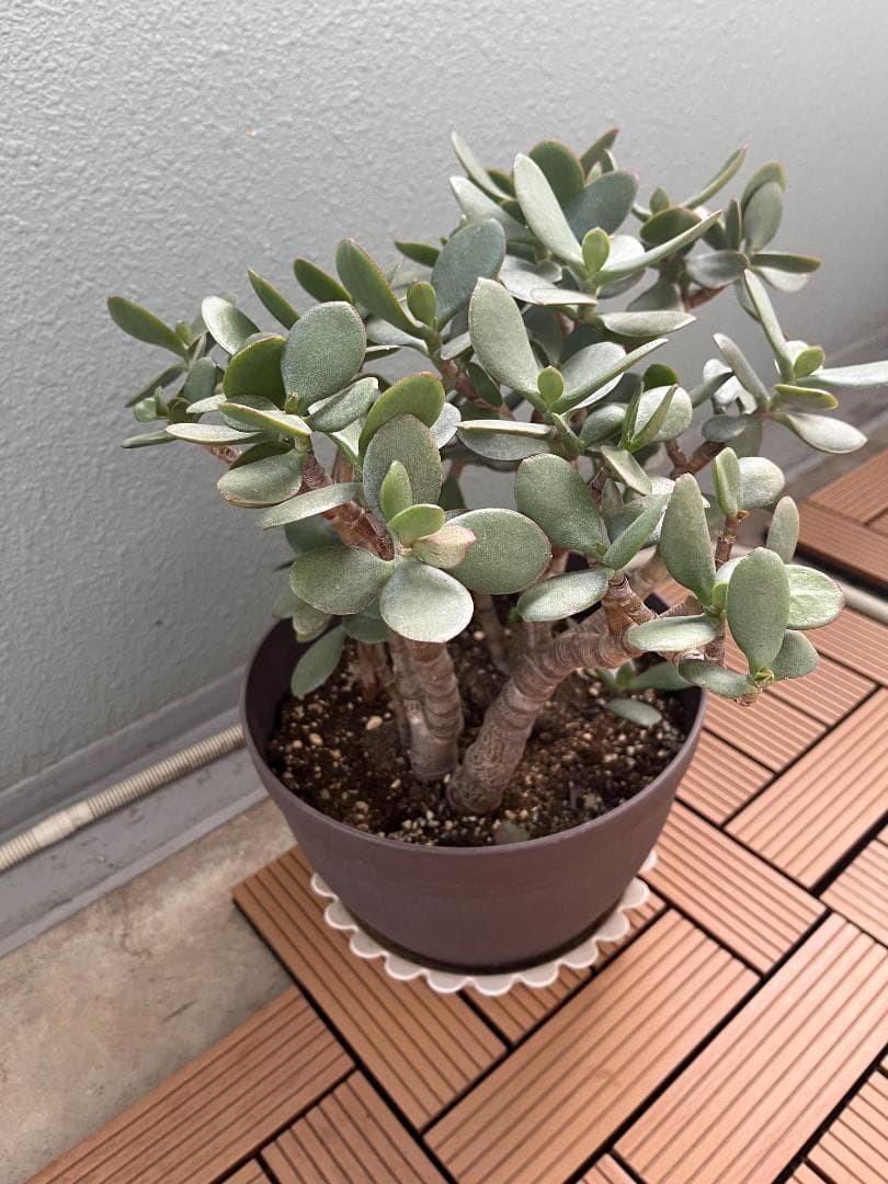 金のなる木（花月）鉢付