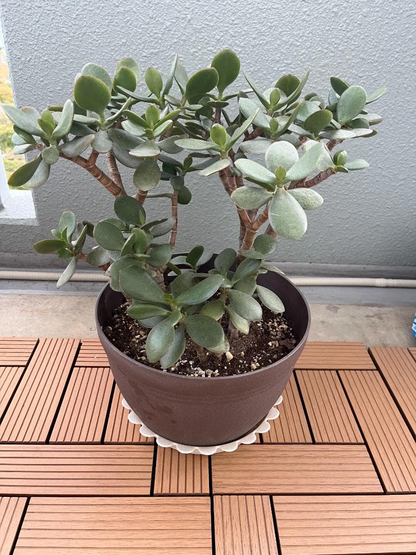 金のなる木（花月）鉢付
