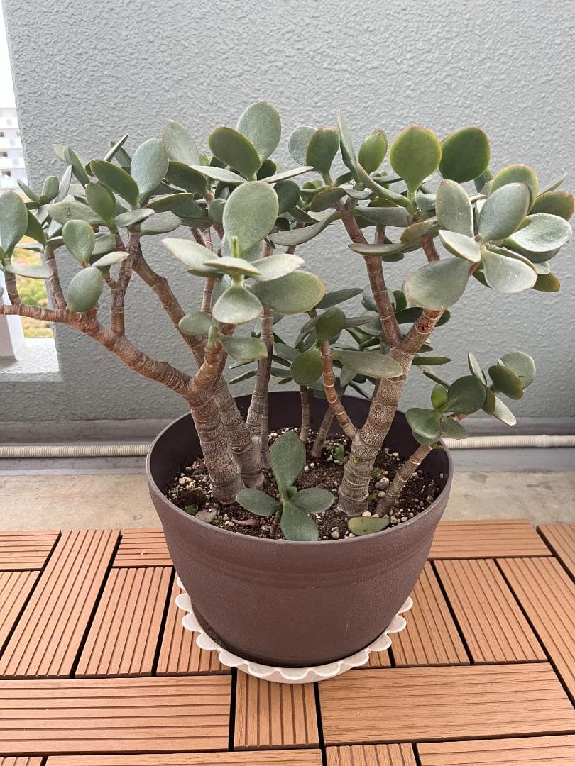 金のなる木（花月）鉢付