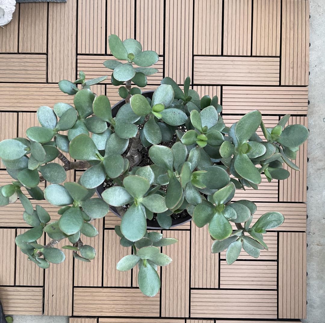 金のなる木（花月）鉢付