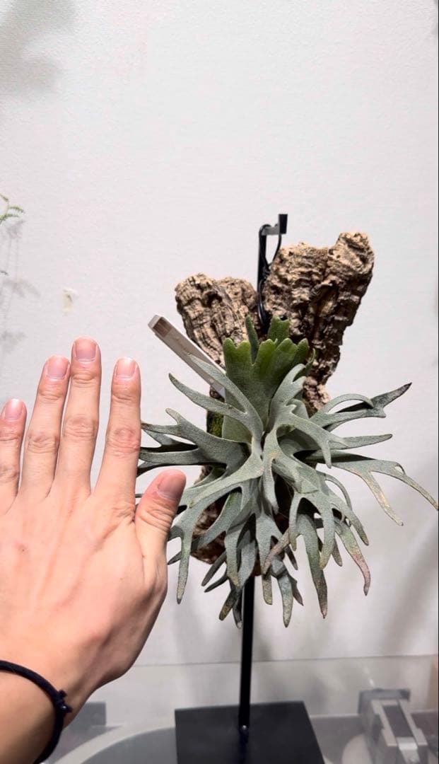 ビカクシダ P.willinckii 'Bacteria spore select #2'