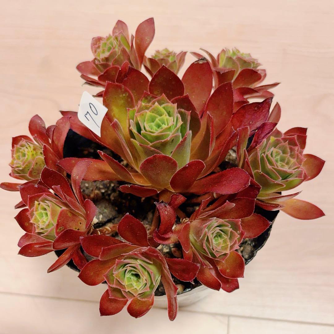 70#多肉植物❤️アエオニウム❤️炎の鳳凰❤️1大頭8小頭16cm拔き苗