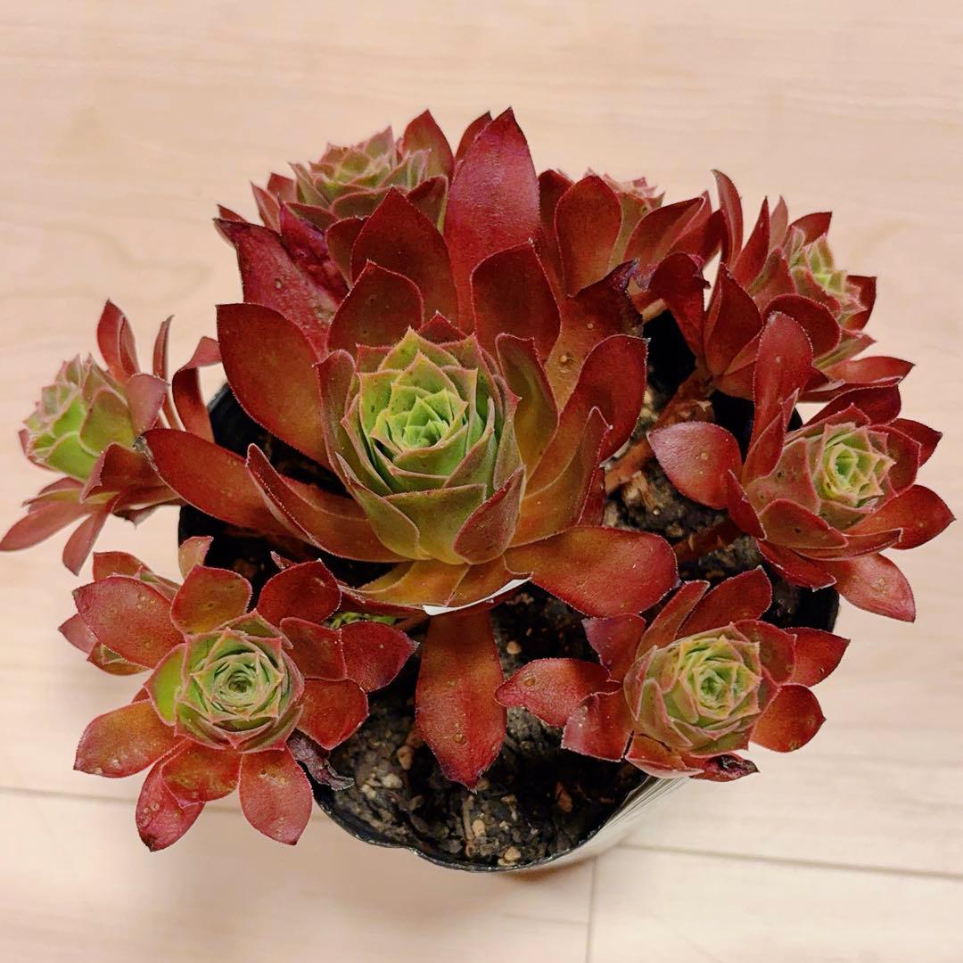 70#多肉植物❤️アエオニウム❤️炎の鳳凰❤️1大頭8小頭16cm拔き苗