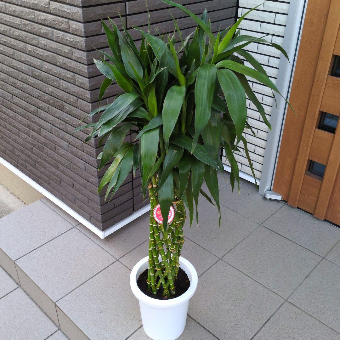 観葉植物 ドラセナ サンデリアーナ グリーン　ラッキーバンブー　８号鉢