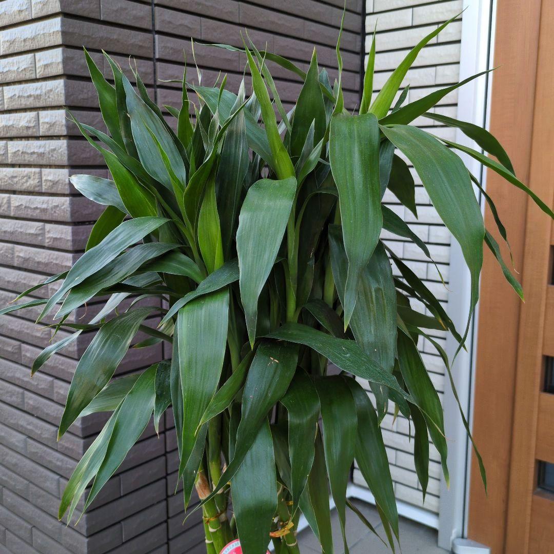 観葉植物 ドラセナ サンデリアーナ グリーン　ラッキーバンブー　８号鉢