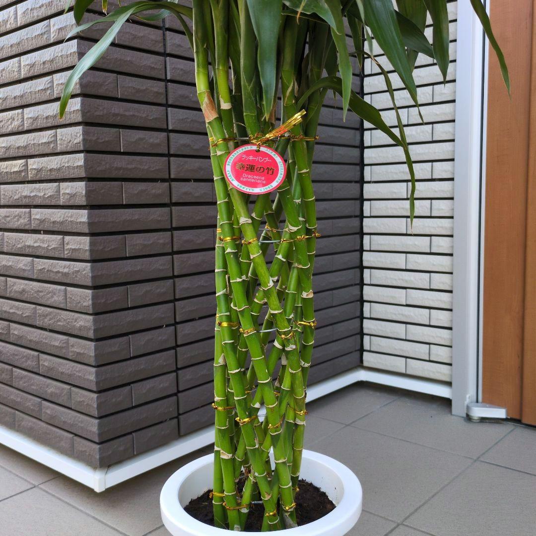 観葉植物 ドラセナ サンデリアーナ グリーン　ラッキーバンブー　８号鉢