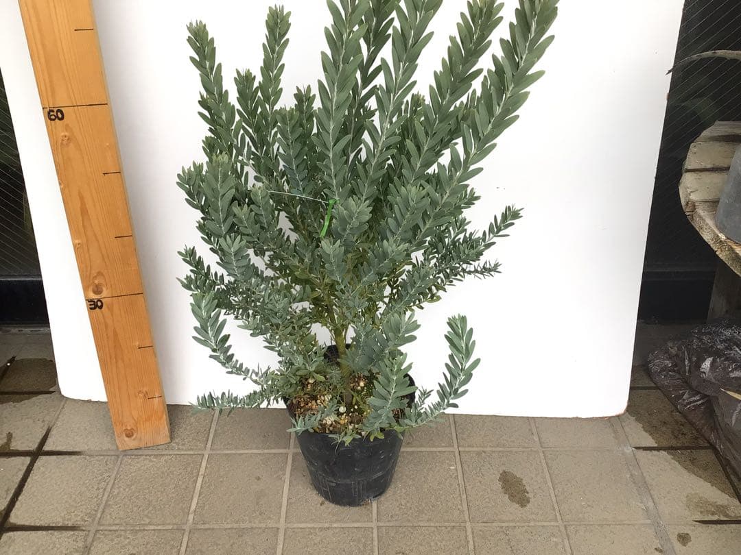 ②お待たせしました再入荷‼︎ 綺麗な棚橋農園様の極上アカシア・ブルーブッシュ7号鉢
