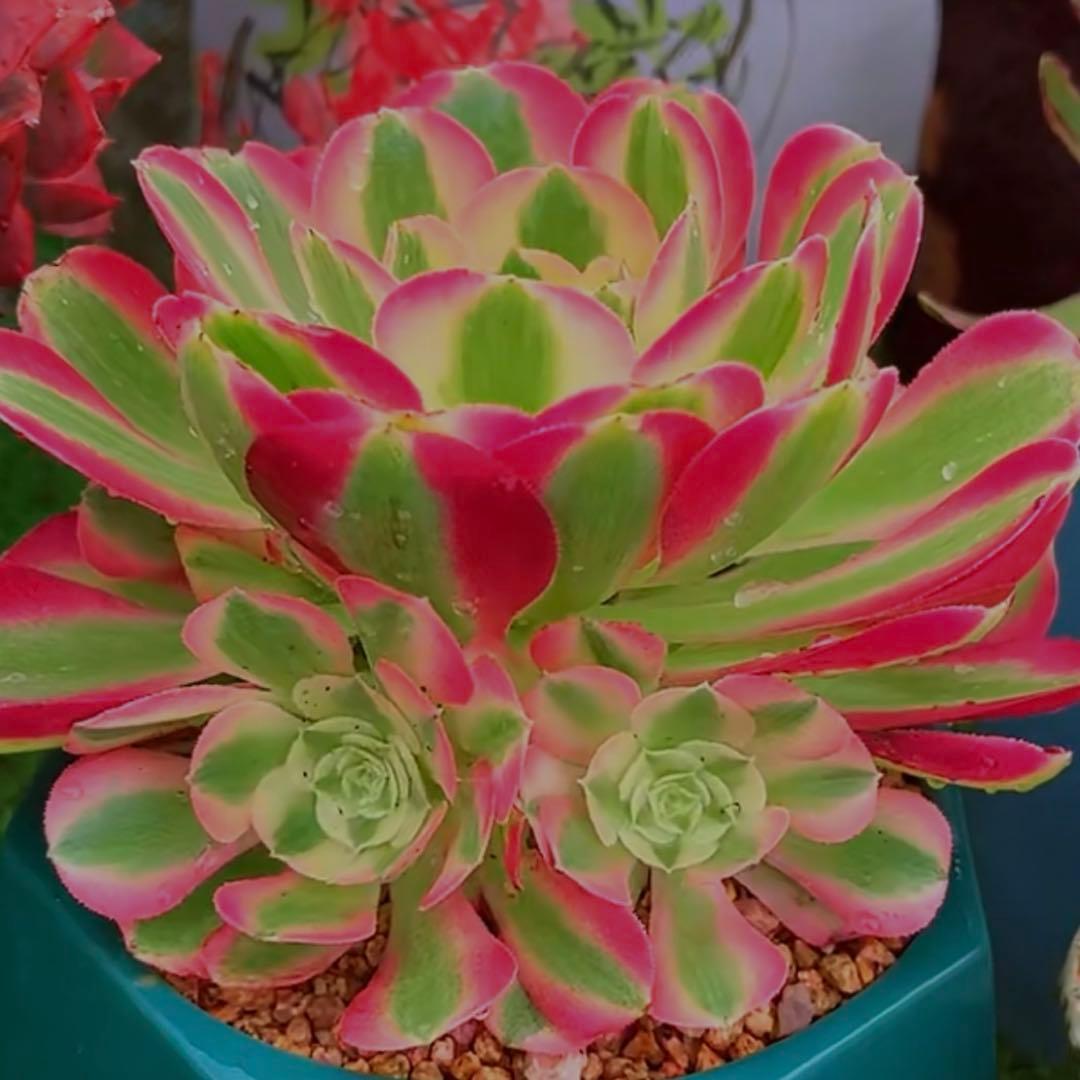 多肉植物アエオニウム錦❤️ピンクウィッチ❤️
