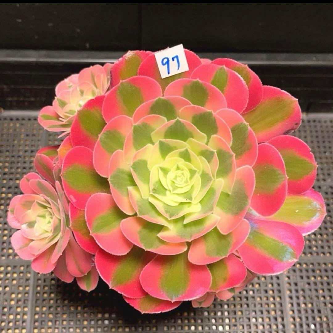 多肉植物アエオニウム錦❤️ピンクウィッチ❤️