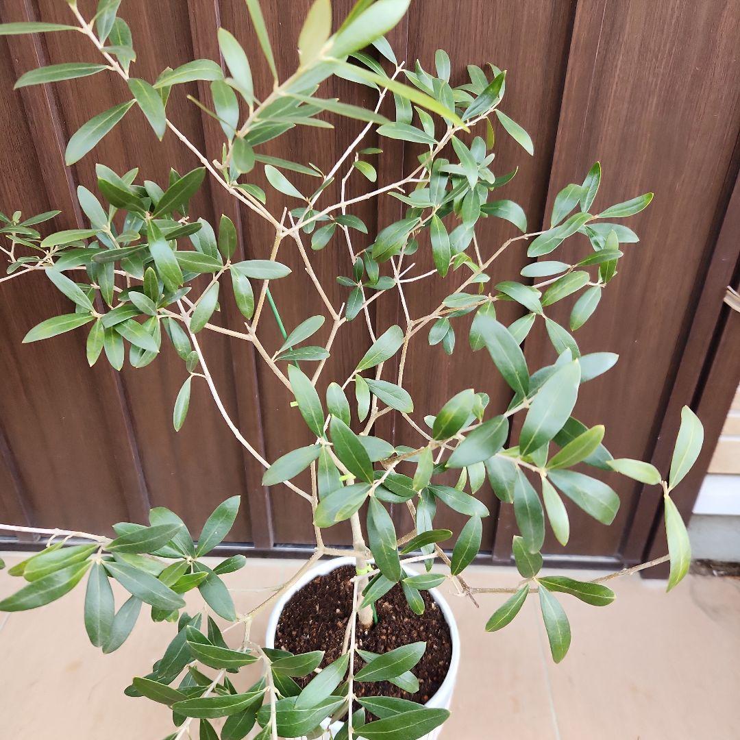 オリーブ　ネバディロブランコ　陶器鉢植え　苗