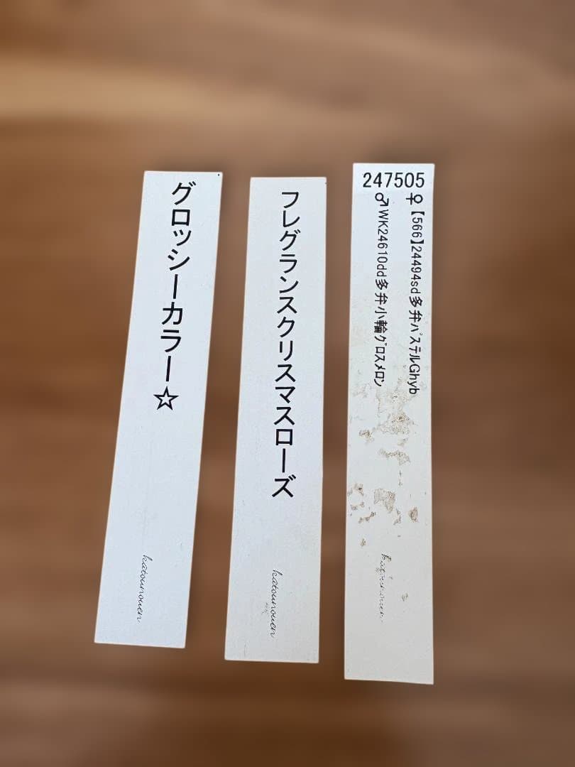 【つぼみなし価格】認定　加藤農園　グロッシー＆フレグランス　開花株