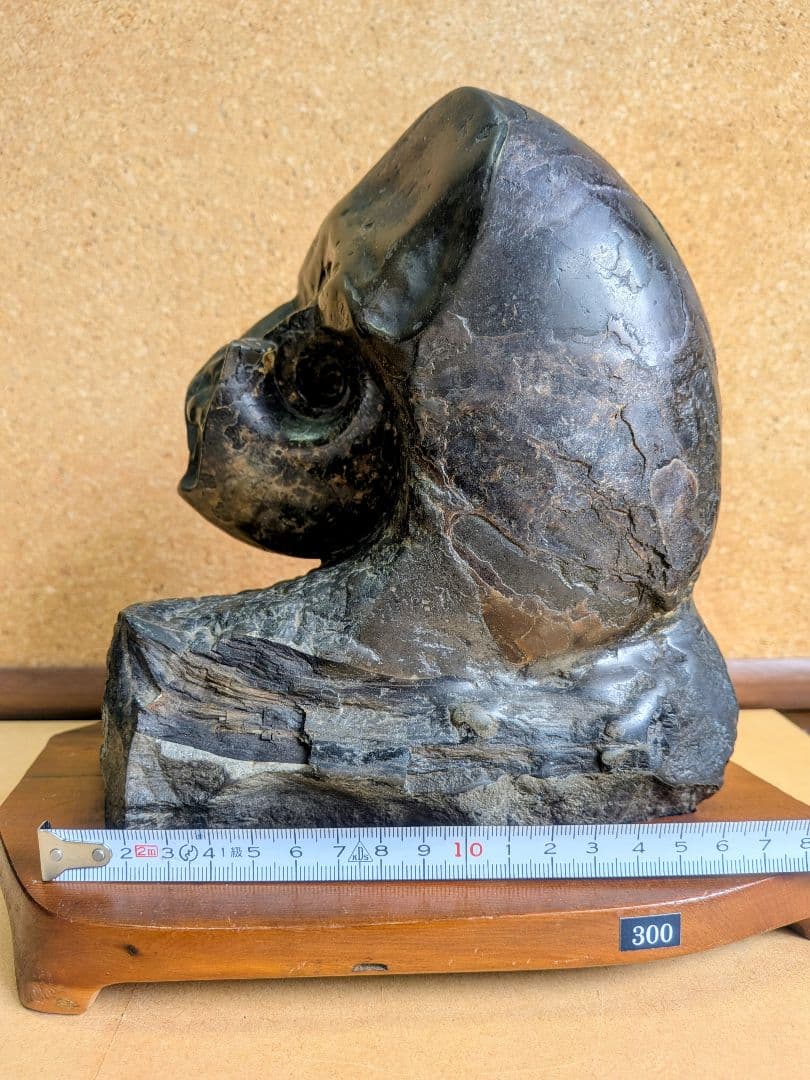 アンモナイト化石 15.0㎝(300)