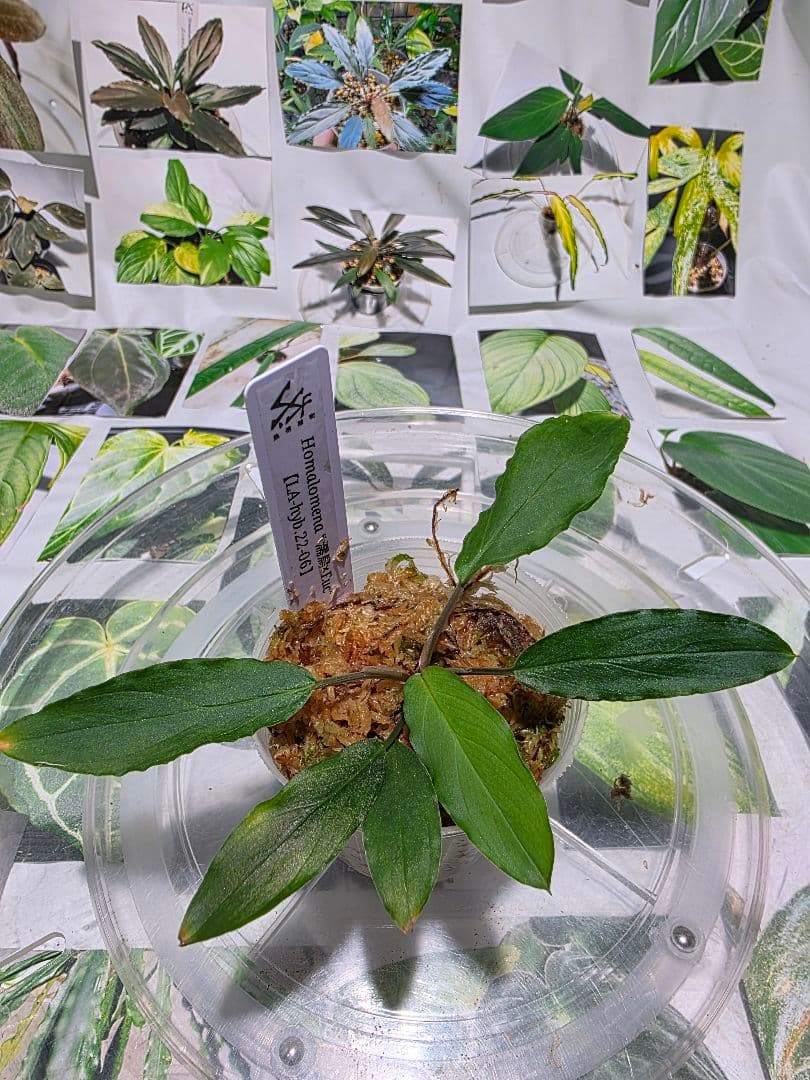 熱帯植物　LA便　ホマロメナ　濡烏×ユークレース
