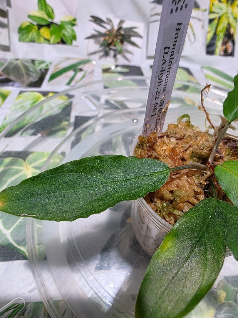 熱帯植物　LA便　ホマロメナ　濡烏×ユークレース