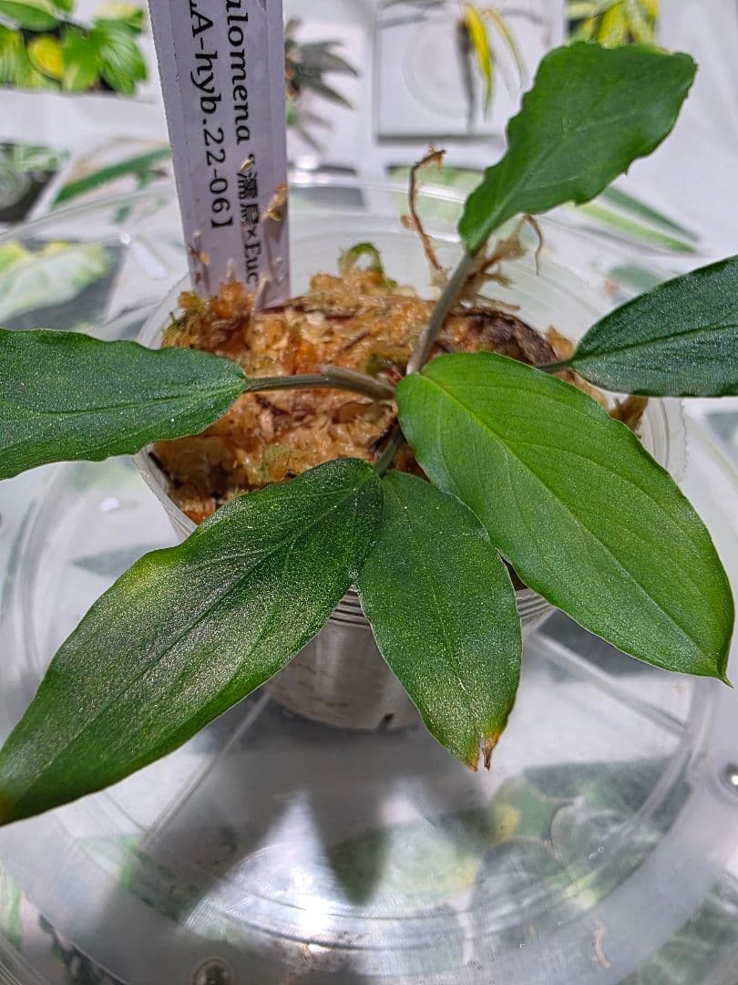熱帯植物　LA便　ホマロメナ　濡烏×ユークレース