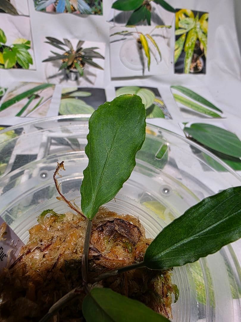 熱帯植物　LA便　ホマロメナ　濡烏×ユークレース