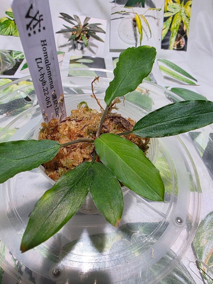 熱帯植物　LA便　ホマロメナ　濡烏×ユークレース