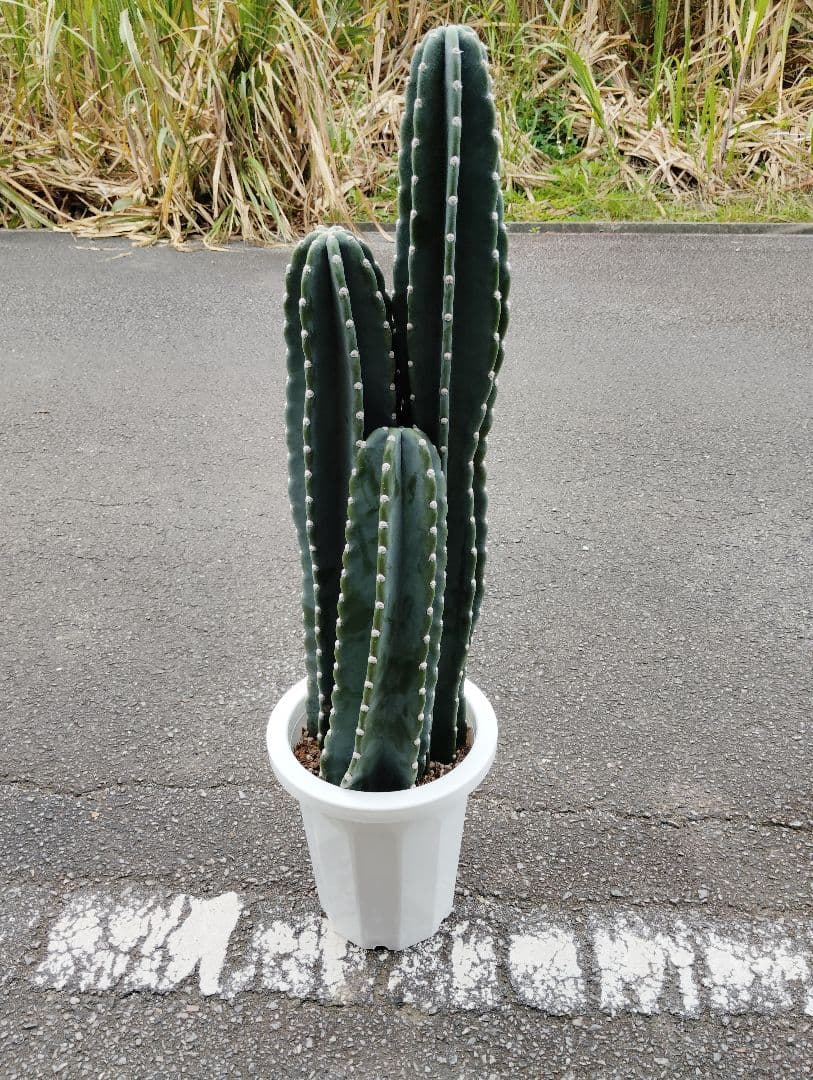 柱サボテン